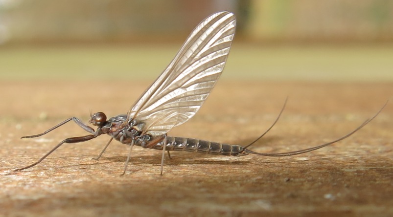 Habroleptoides confusa - Acquapendente (VT)