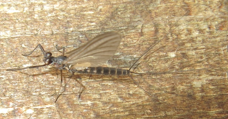 Habroleptoides confusa - Acquapendente (VT)