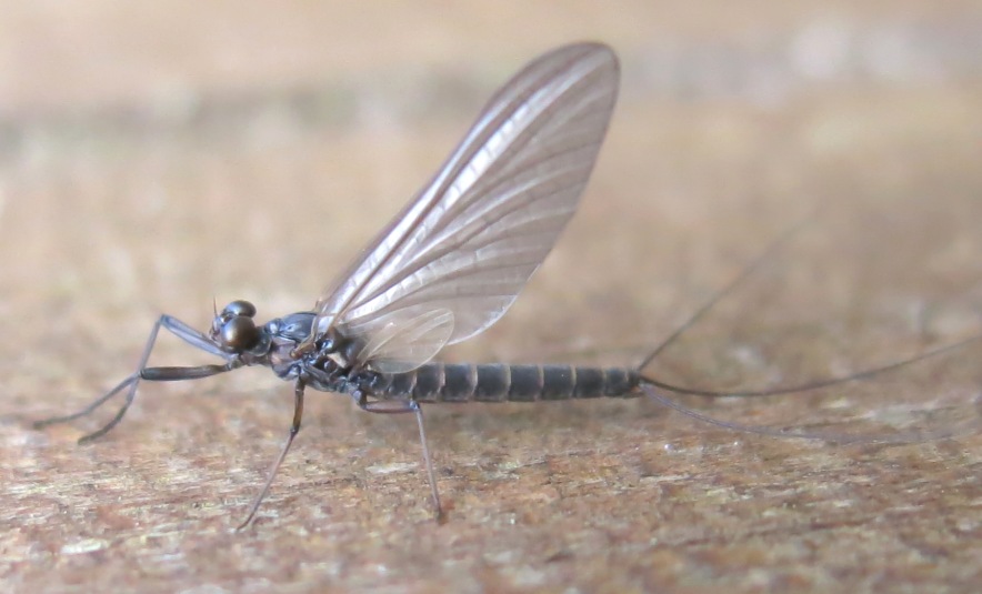 Habroleptoides confusa - Acquapendente (VT)