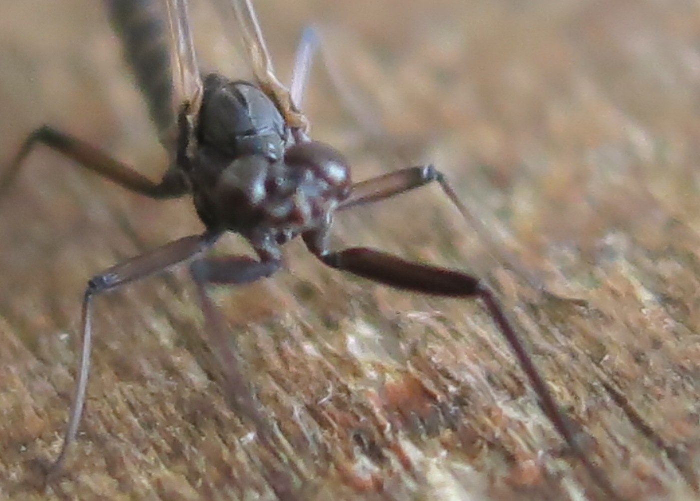 Habroleptoides confusa - Acquapendente (VT)