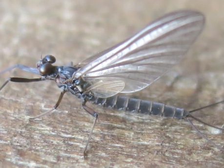 Habroleptoides confusa - Acquapendente (VT)