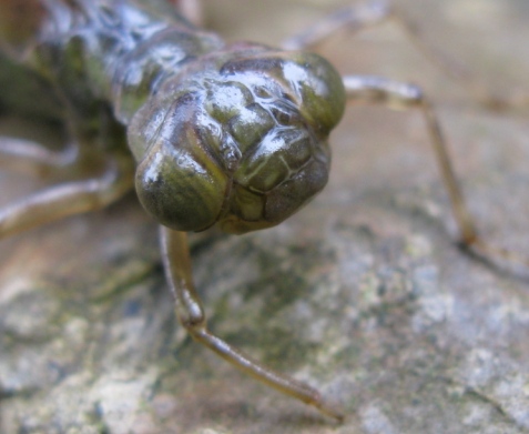 Larva di .... libellula? s, Aeshna cyanea