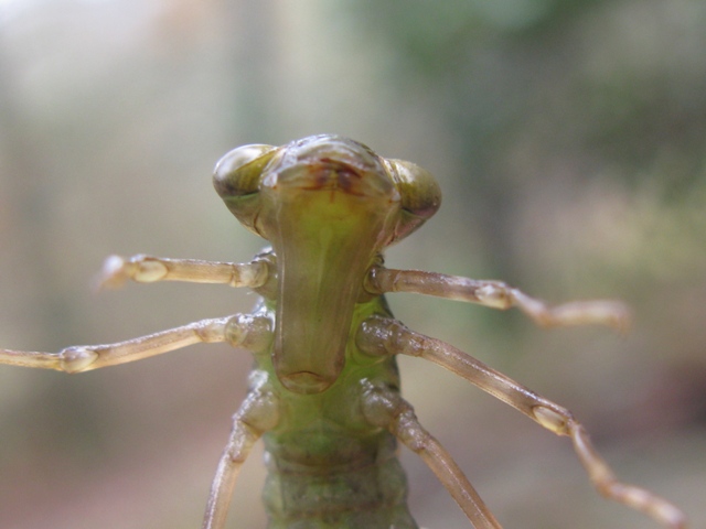 Larva di .... libellula? s, Aeshna cyanea