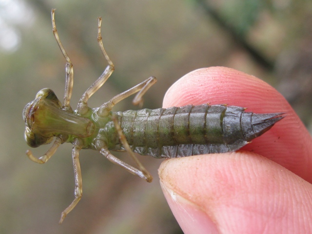 Larva di .... libellula? s, Aeshna cyanea