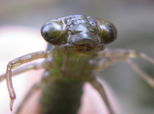 Larva di .... libellula? s, Aeshna cyanea