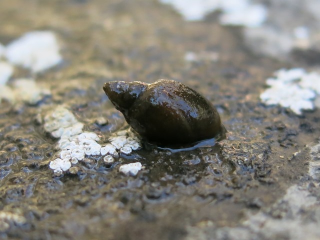 Piccolo mollusco acquatico