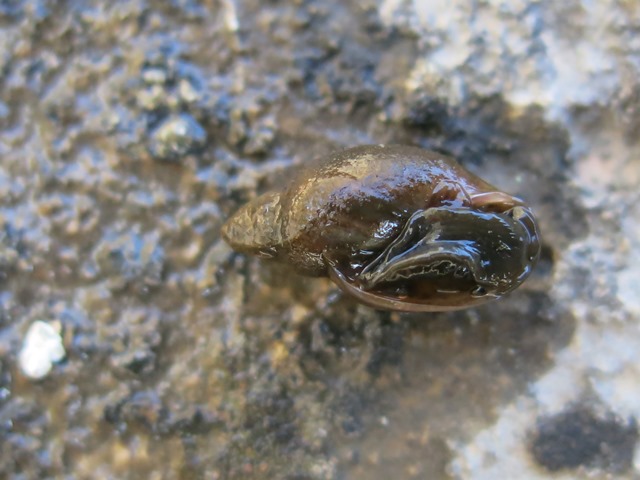 Piccolo mollusco acquatico