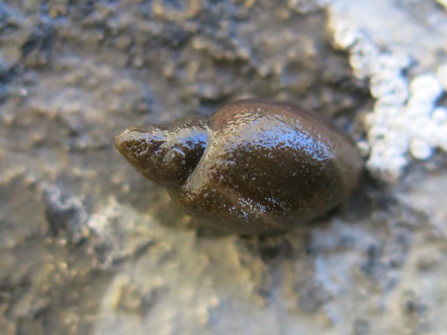 Piccolo mollusco acquatico