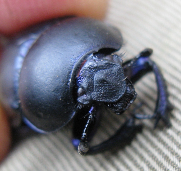 Geotrupidae - Trypocopris pyrenaeus cyanicolor ?