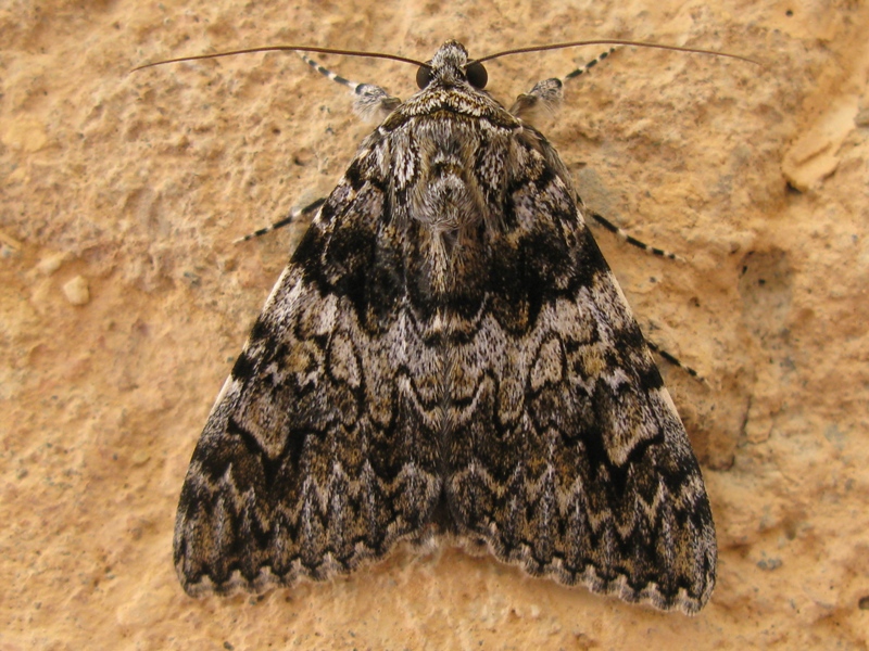 Noctuidae da determinare?