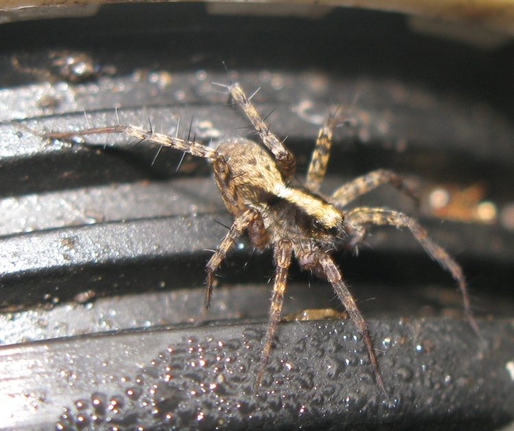 Pardosa lugubris s.l. - Acquapendente (VT)