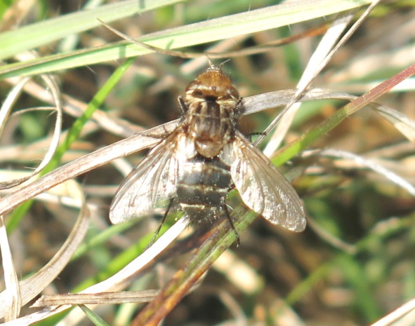 Tachinidae - Gonia picea?