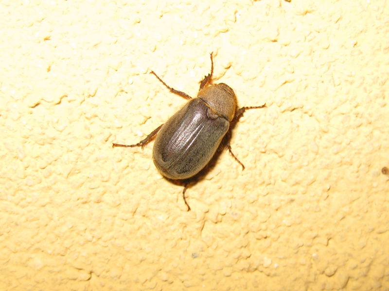 Melolonthidae ? S, Aplidia etrusca