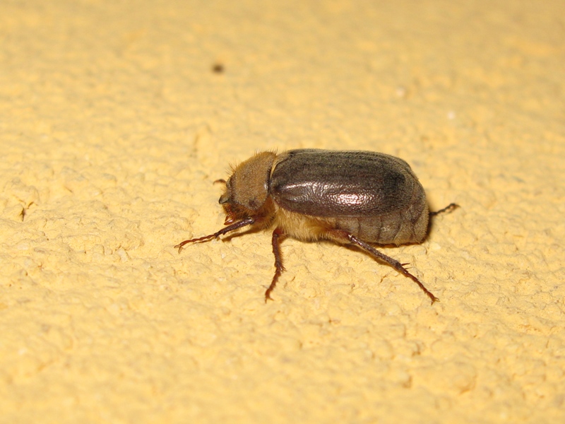 Melolonthidae ? S, Aplidia etrusca