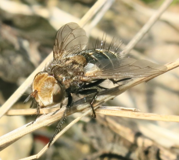 Tachinidae - Gonia picea?