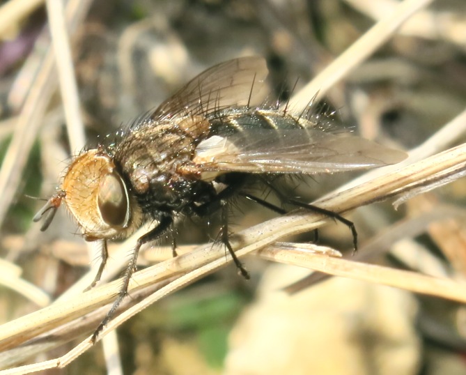 Tachinidae - Gonia picea?