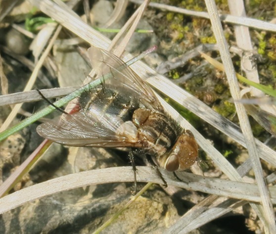 Tachinidae - Gonia picea?