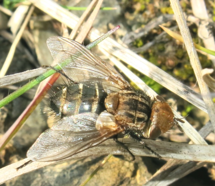 Tachinidae - Gonia picea?