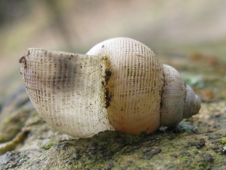 Gastropoda da determinare 6 ?