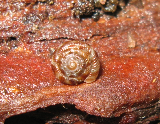 Gastropoda da determinare 5 ?