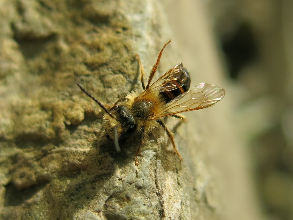 Andrena sp. maschio  (Apidae Andreninae)