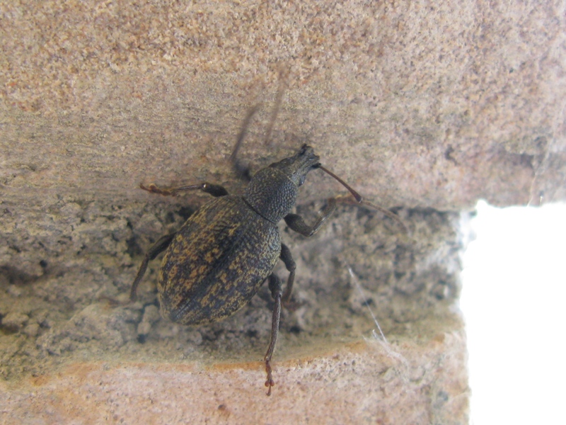 Curculionidae da determinare? 2