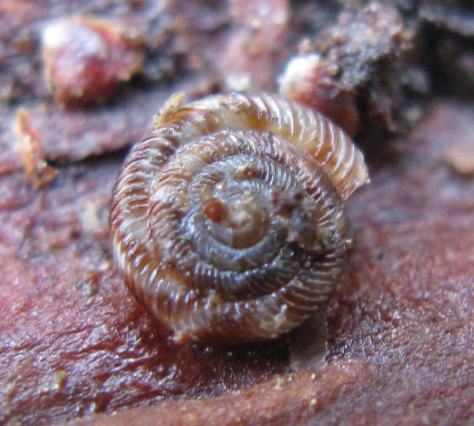 Gastropoda da determinare 5 ?