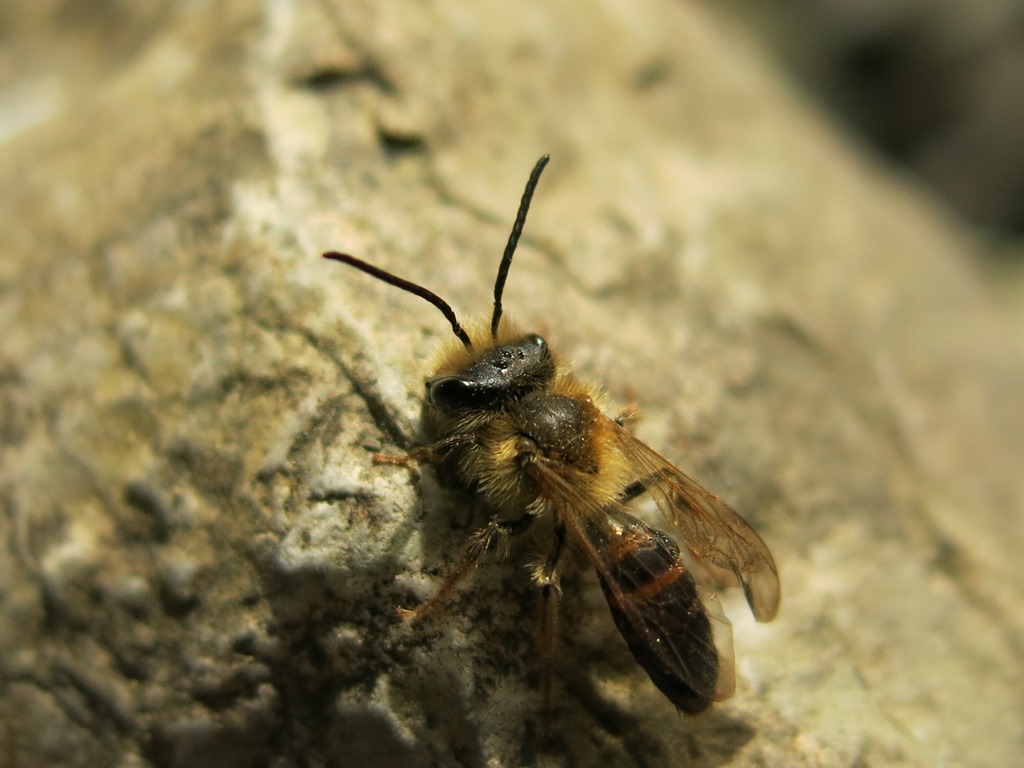 Andrena sp. maschio  (Apidae Andreninae)