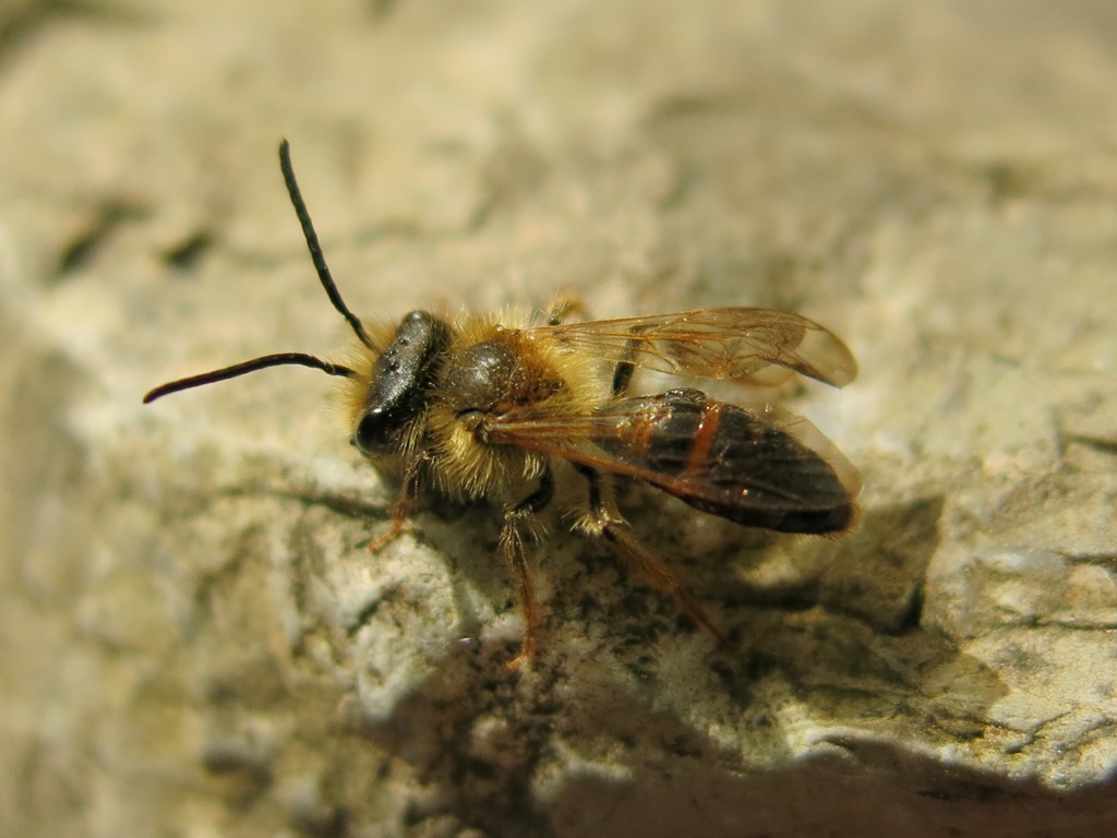 Andrena sp. maschio  (Apidae Andreninae)