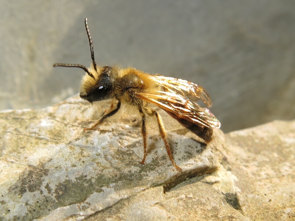 Andrena sp. maschio  (Apidae Andreninae)