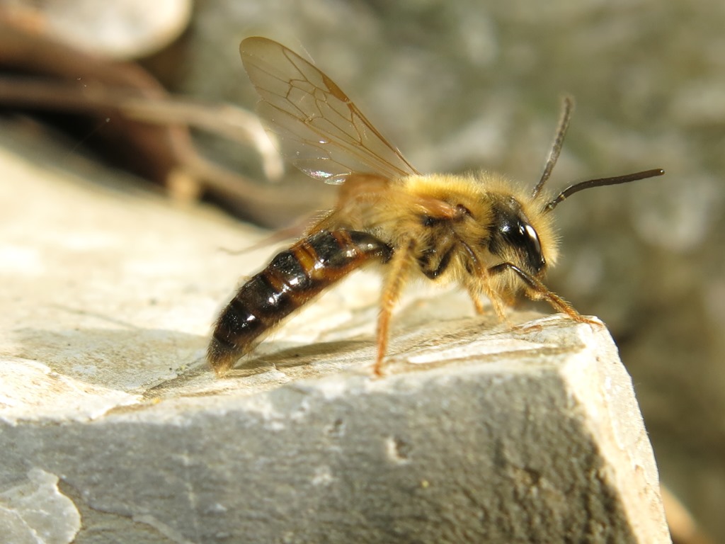 Andrena sp. maschio  (Apidae Andreninae)