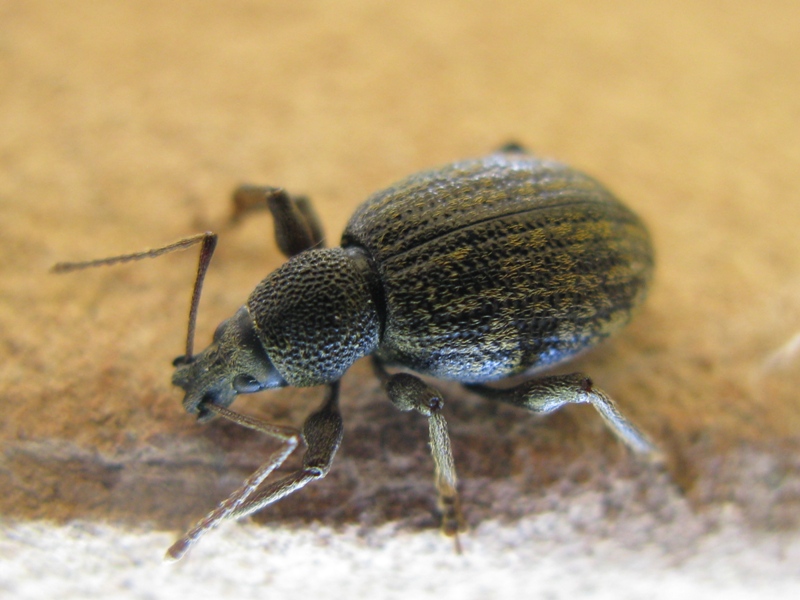 Curculionidae da determinare? 2