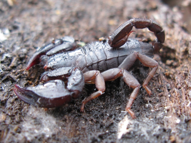 Euscorpiidae da identificare 2?