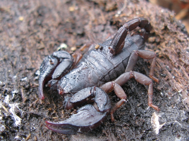 Euscorpiidae da identificare 2?