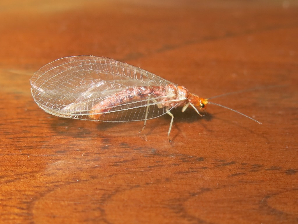 Chrysopidae da determinare: Nothochrysa capitata