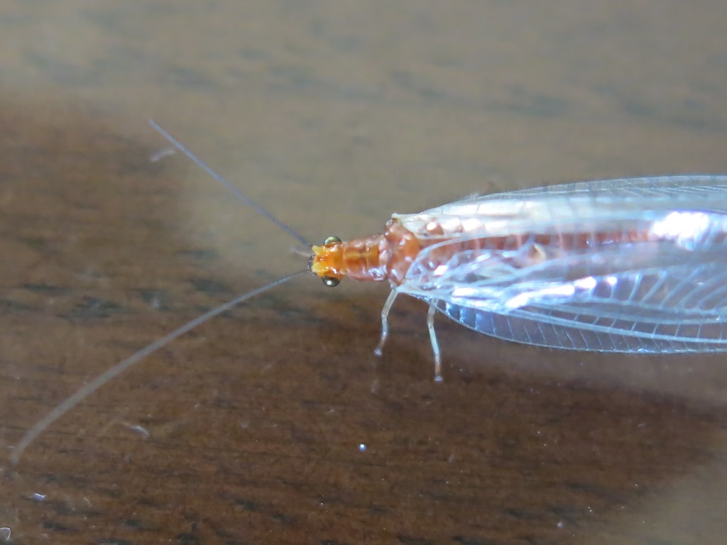 Chrysopidae da determinare: Nothochrysa capitata