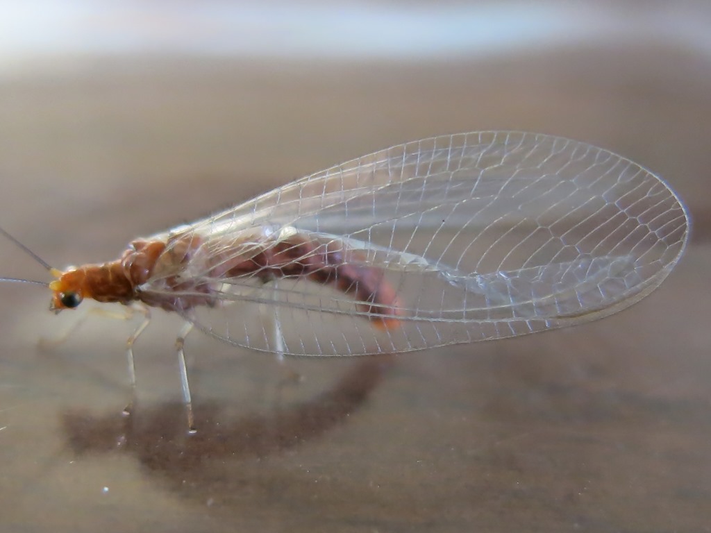 Chrysopidae da determinare: Nothochrysa capitata