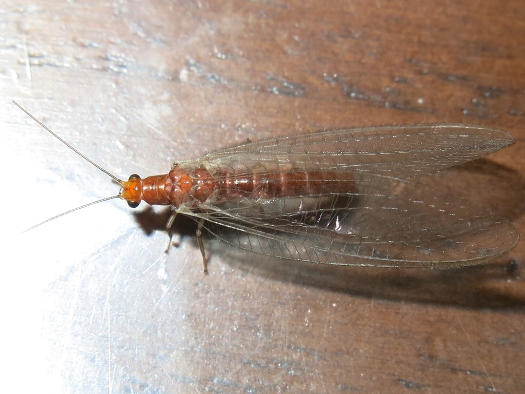 Chrysopidae da determinare: Nothochrysa capitata