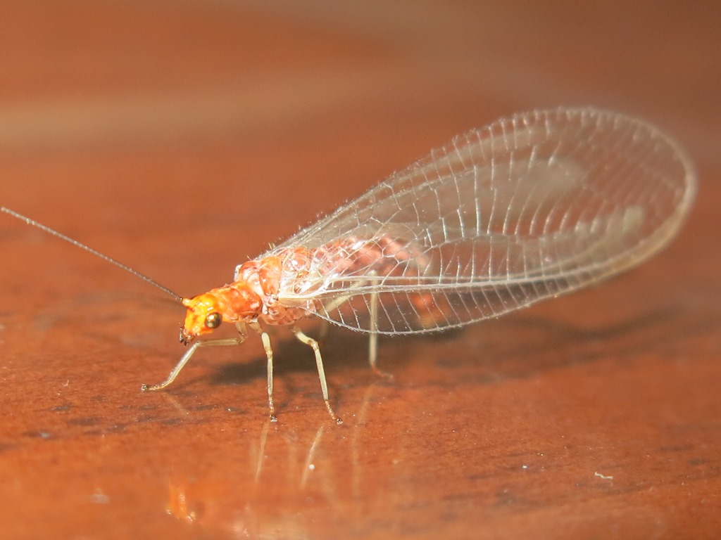 Chrysopidae da determinare: Nothochrysa capitata