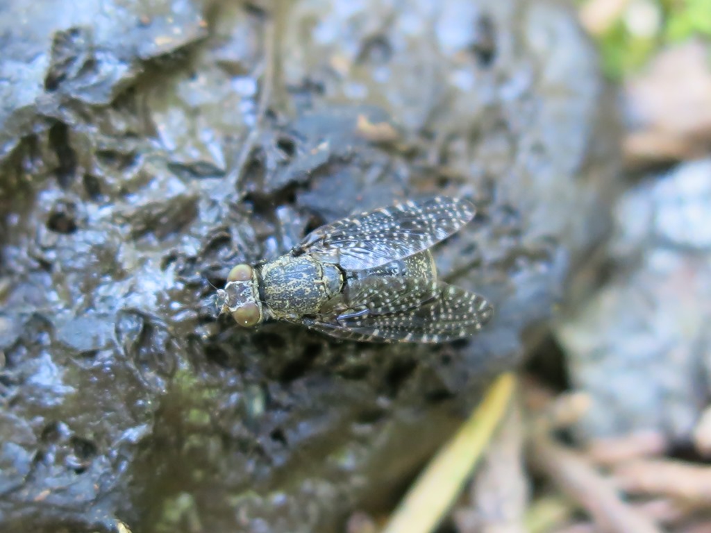 Platistomydae da determinare: Platystoma sp.