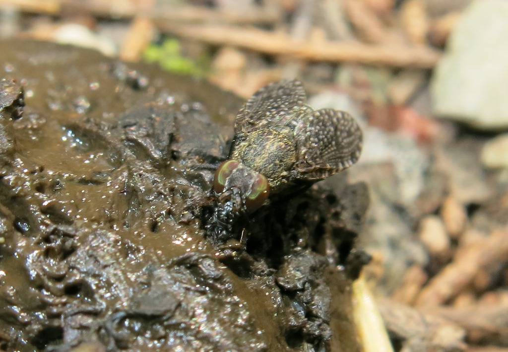 Platistomydae da determinare: Platystoma sp.