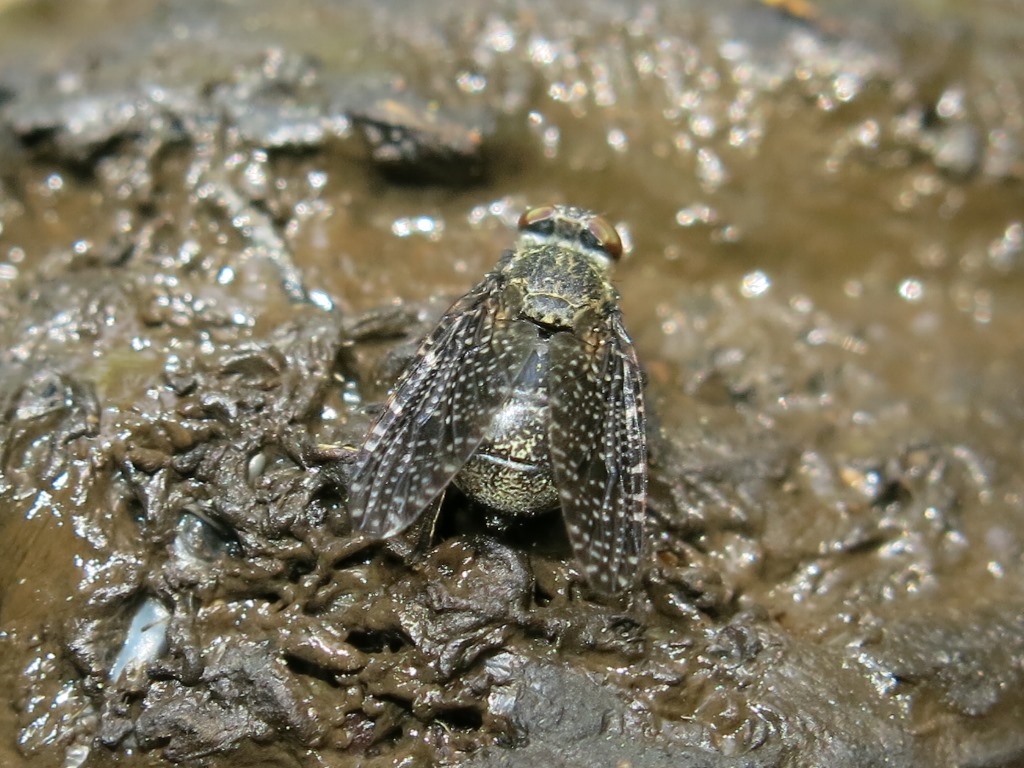 Platistomydae da determinare: Platystoma sp.