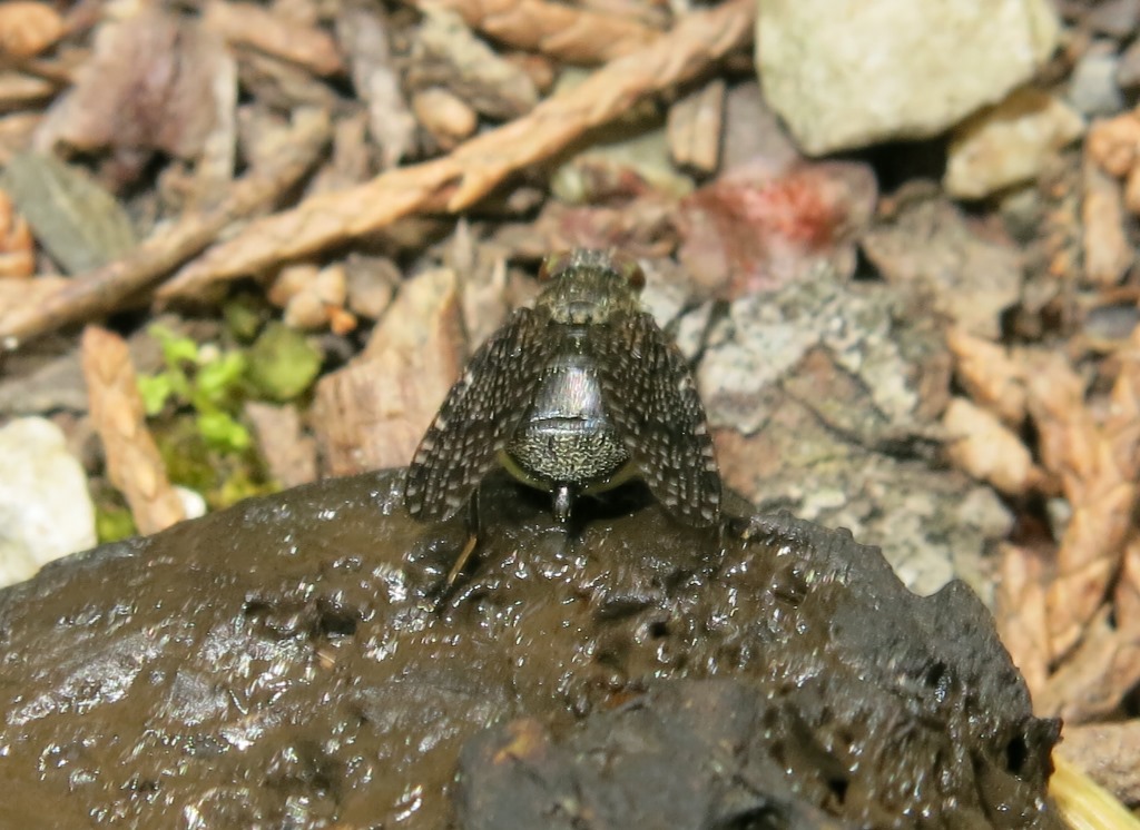 Platistomydae da determinare: Platystoma sp.