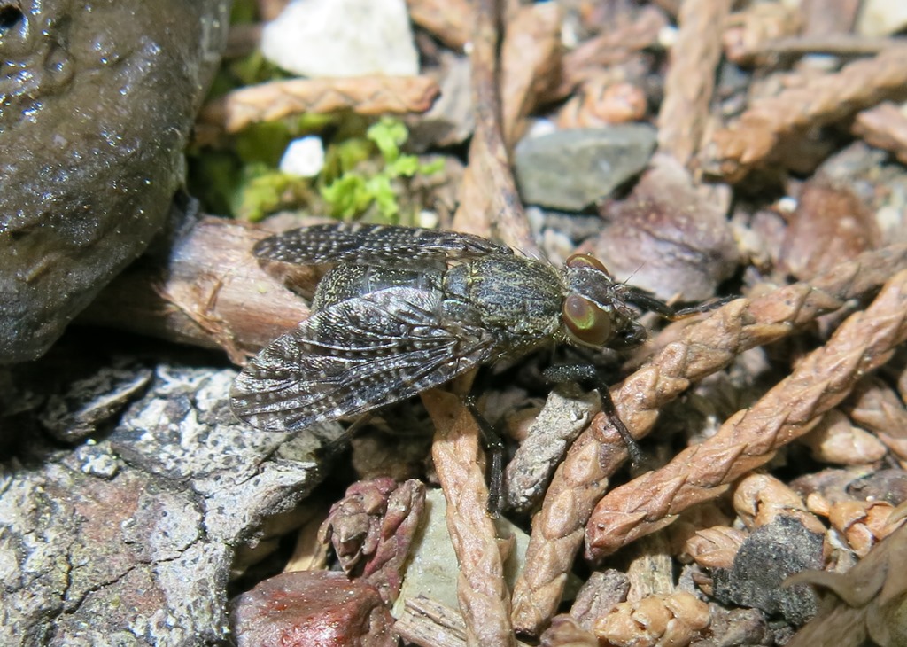 Platistomydae da determinare: Platystoma sp.