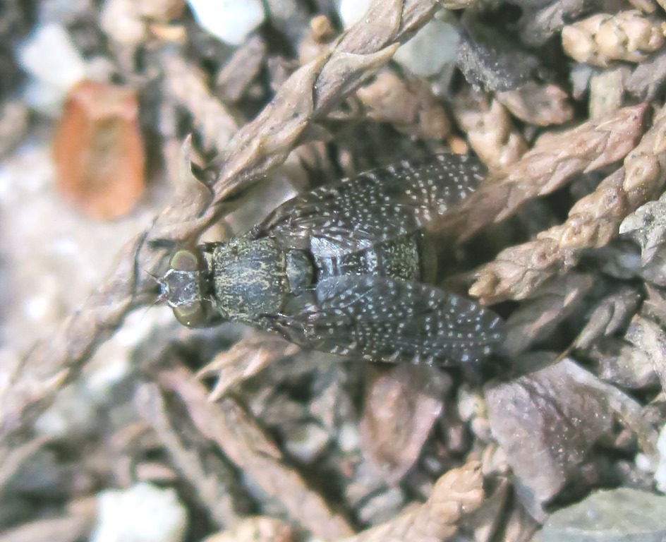 Platistomydae da determinare: Platystoma sp.