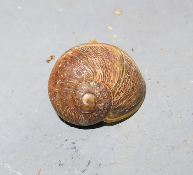 Gastropoda da determinare 5 ?