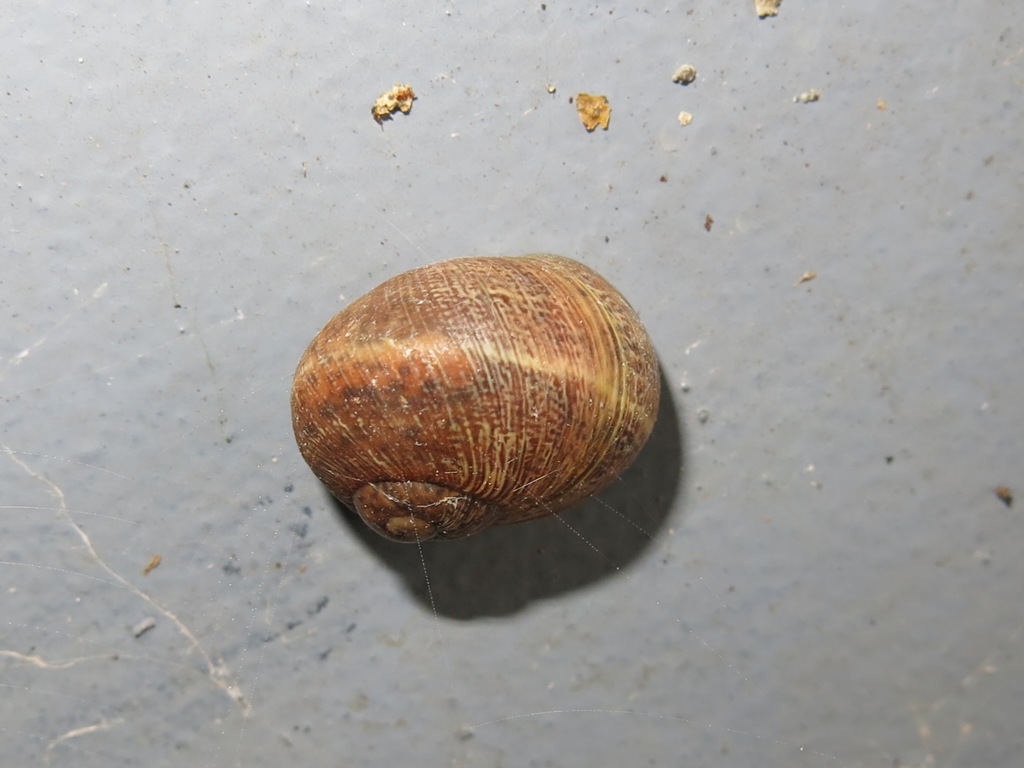 Gastropoda da determinare 5 ?