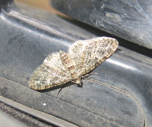 Geometridae -  Eupithecia abbreviata