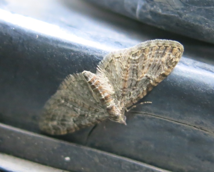 Geometridae -  Eupithecia abbreviata