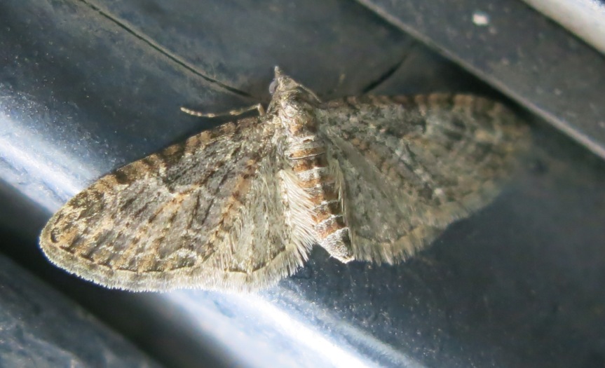 Geometridae -  Eupithecia abbreviata